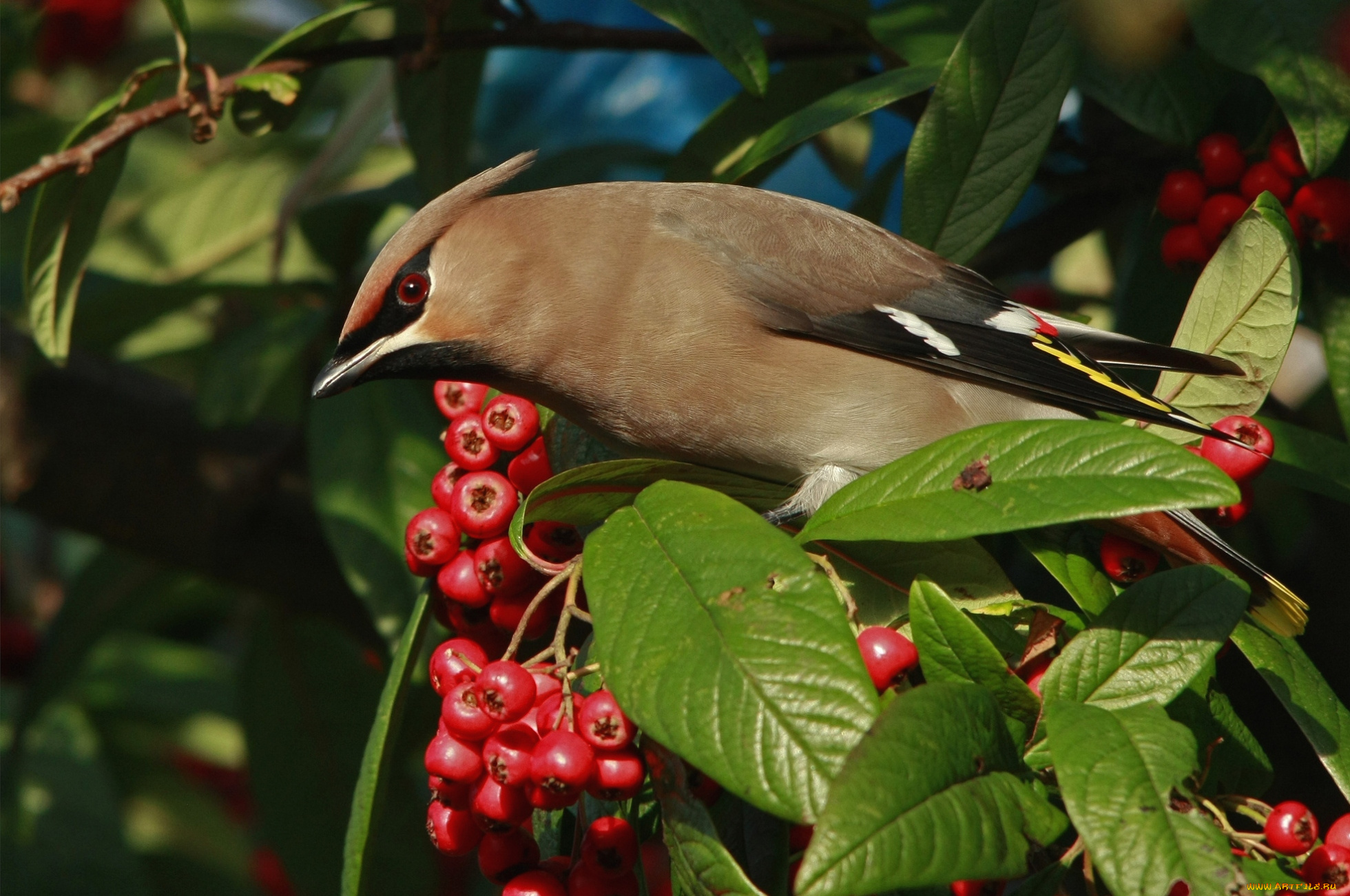 животные, свиристели, хохолок, ягоды
