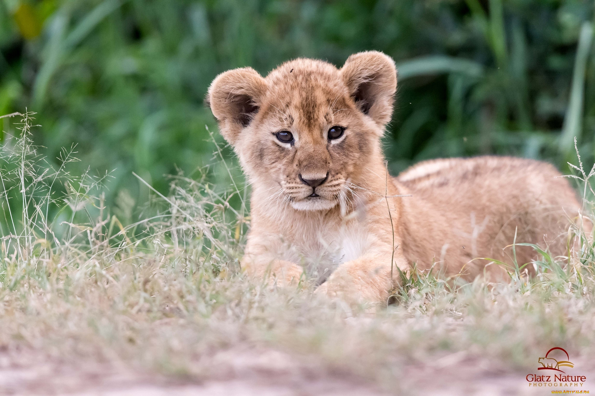 животные, львы, львенок