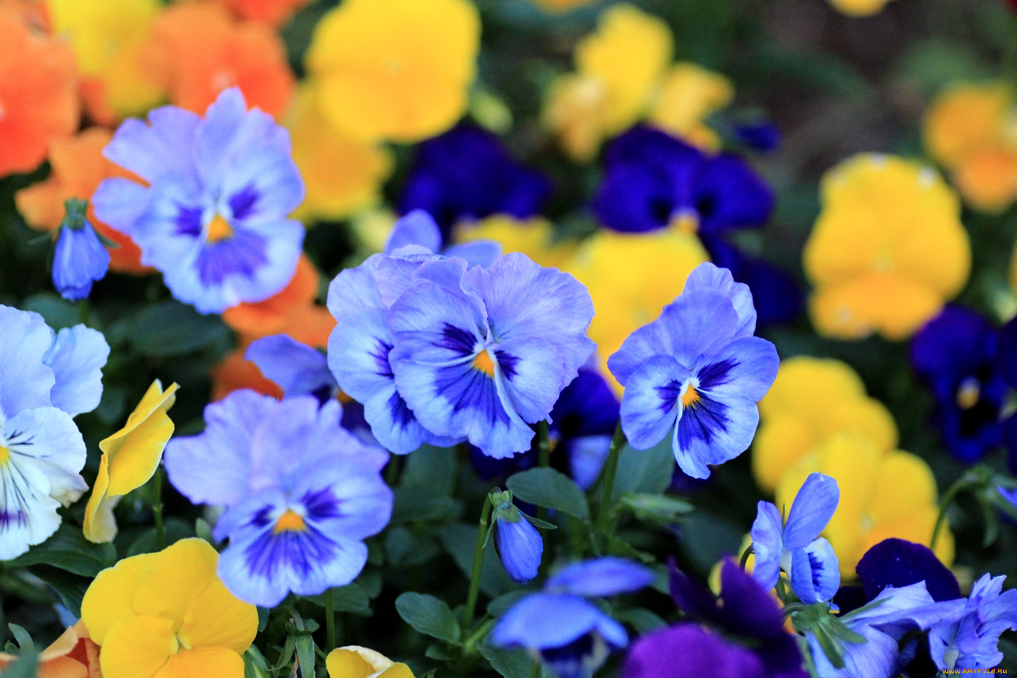 цветы, анютины, глазки, садовые, фиалки, виола