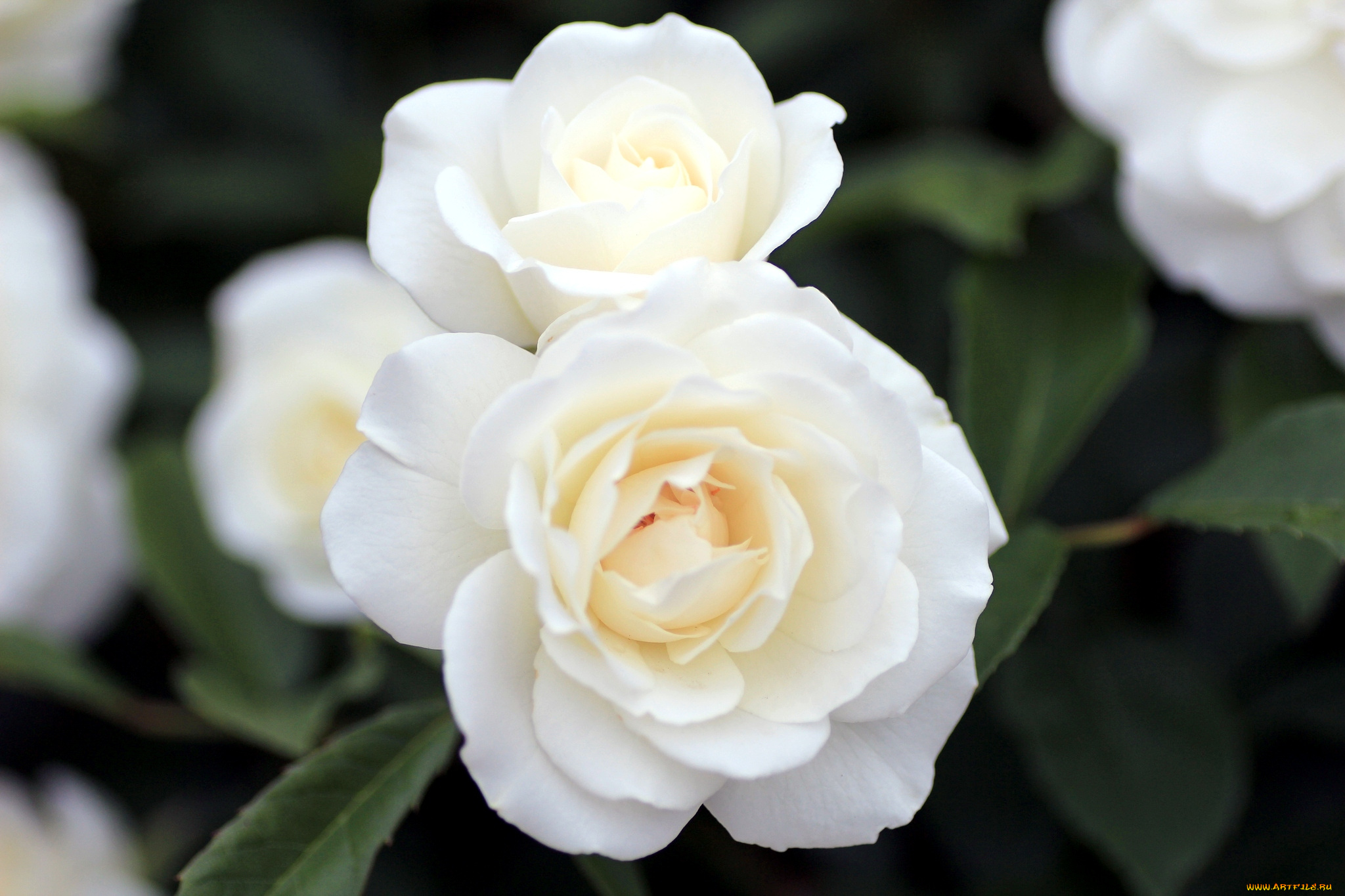 цветы, розы, белый