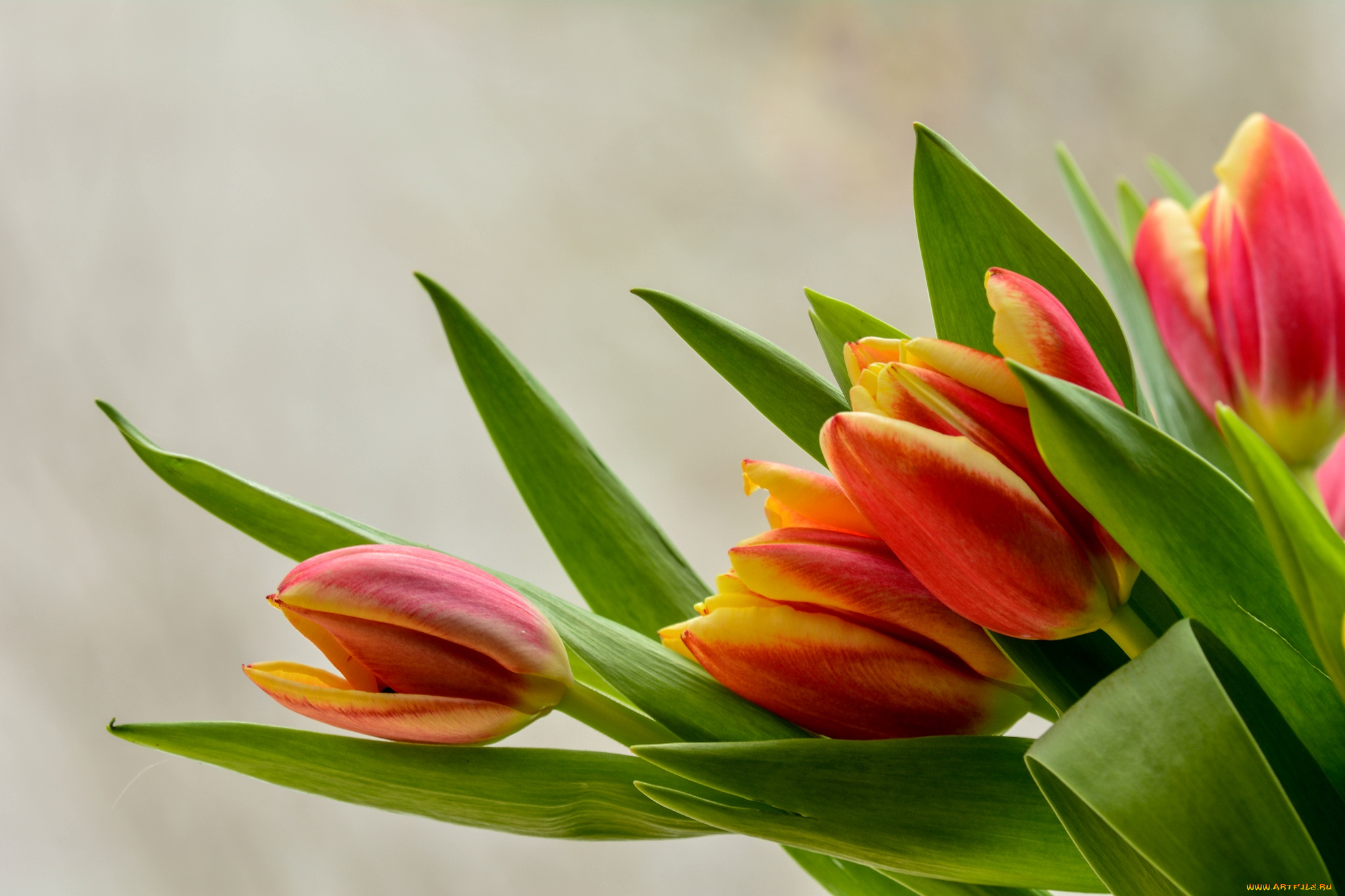 цветы, тюльпаны, бутоны