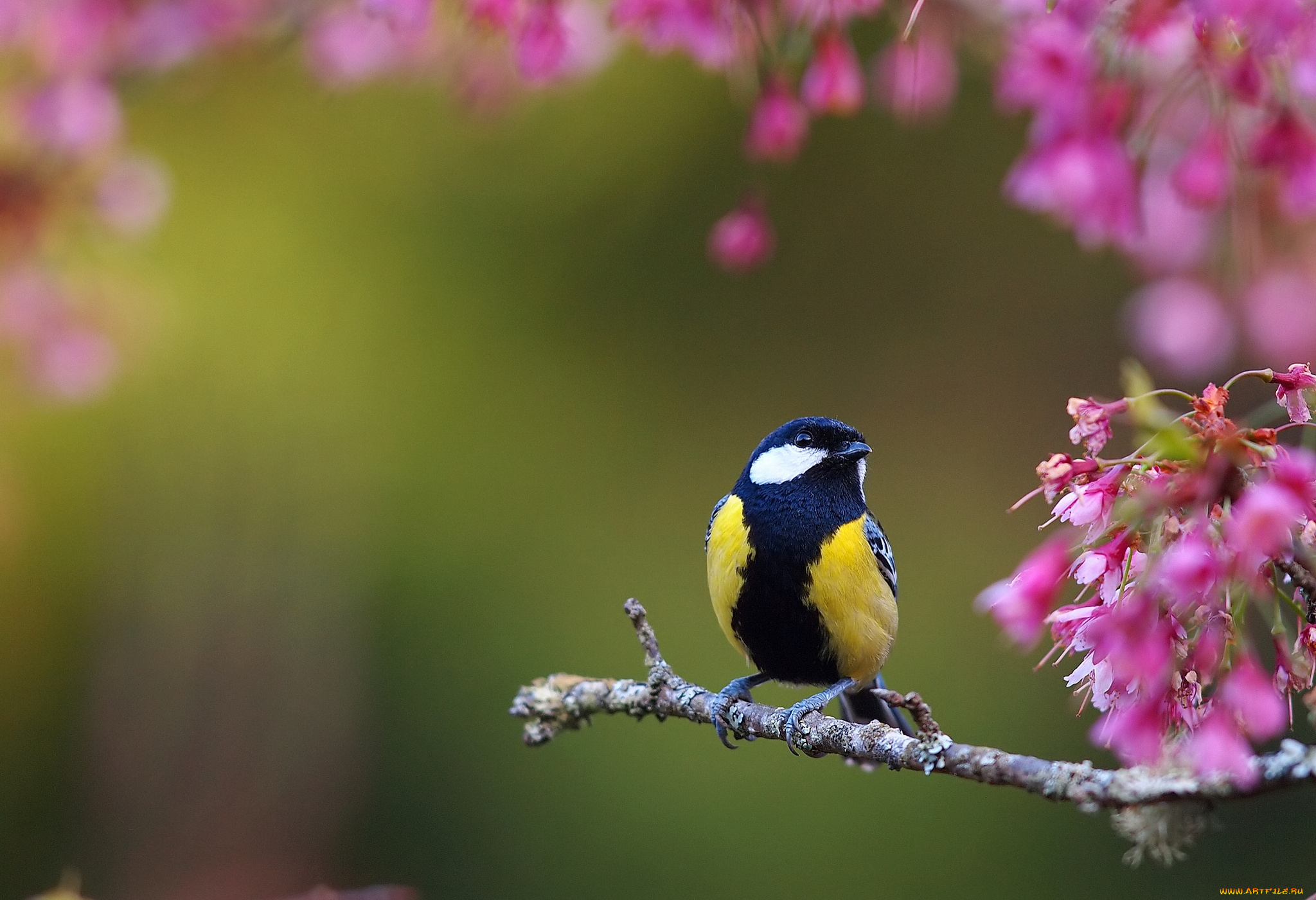 животные, синицы, лазоревки, синица