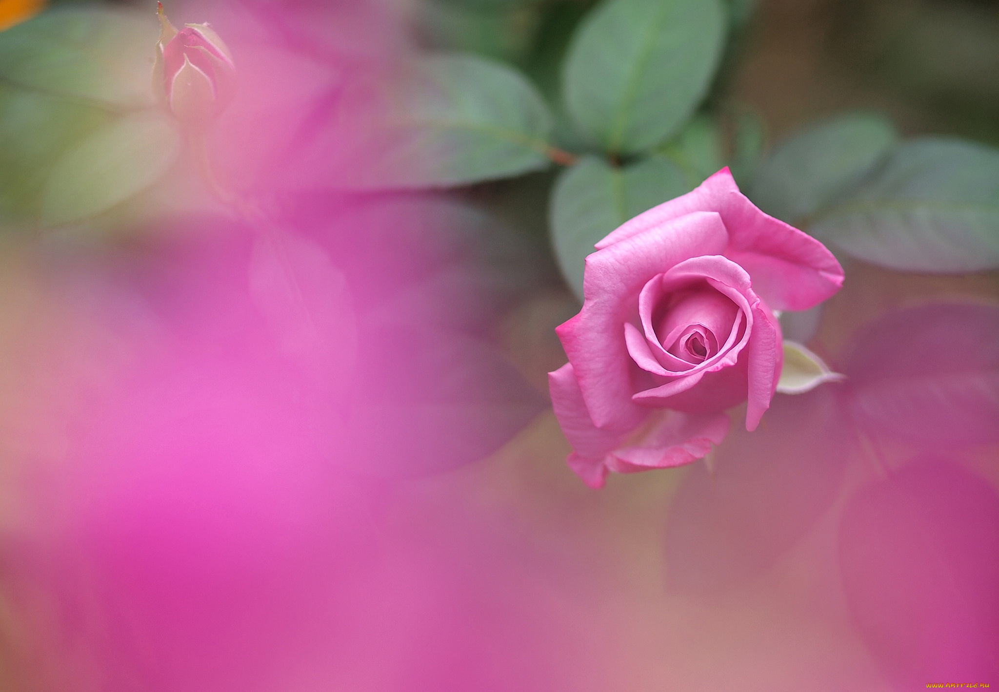 цветы, розы, розовый, бутон