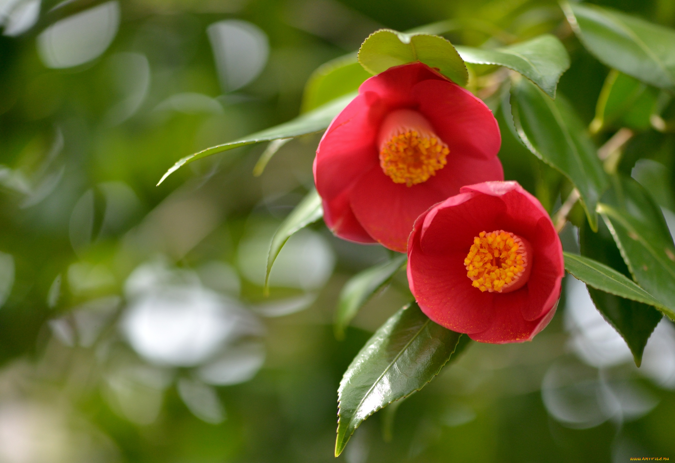 цветы, камелии, красный, парочка