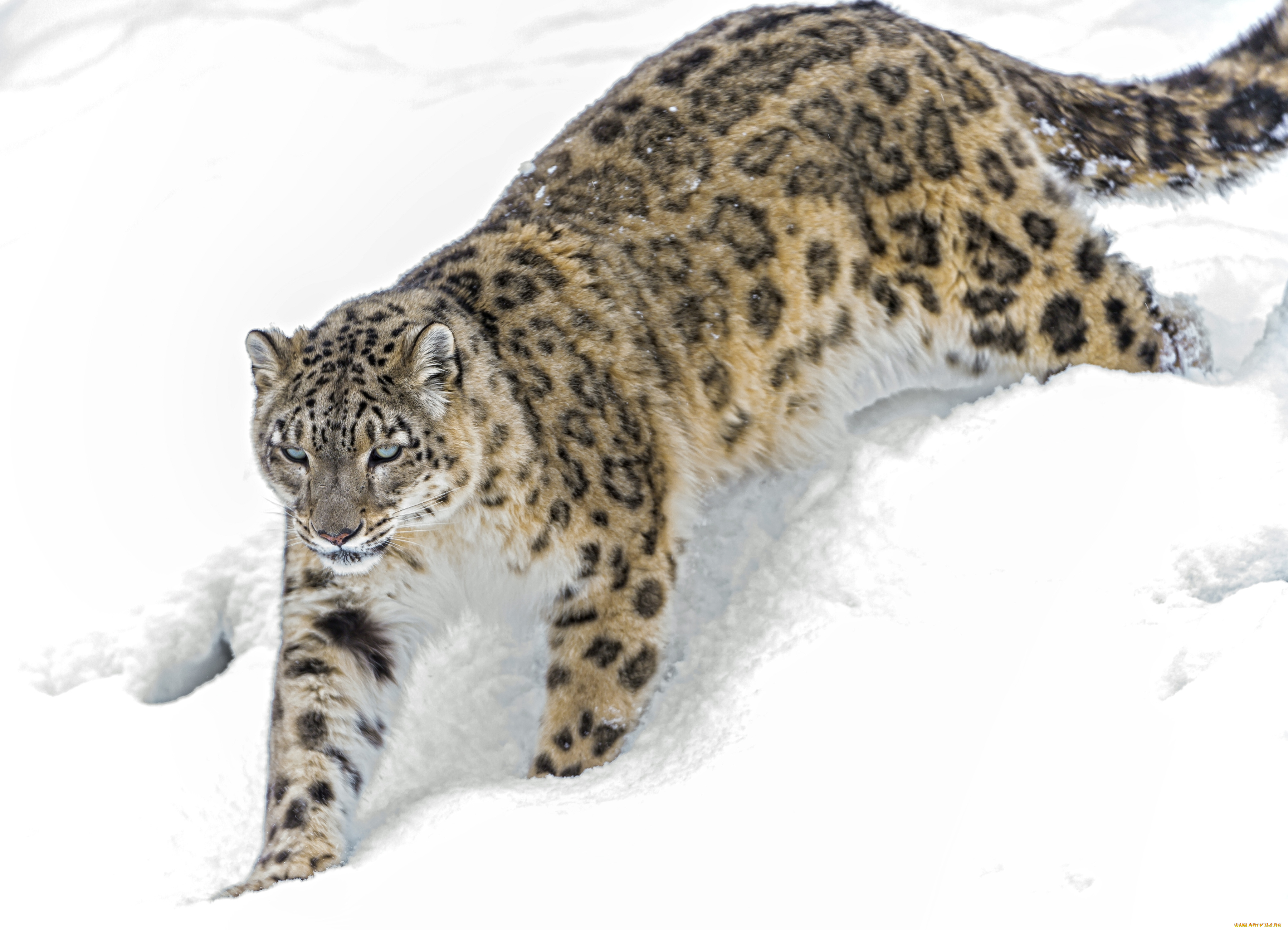 животные, снежный, барс, ирбис, снег