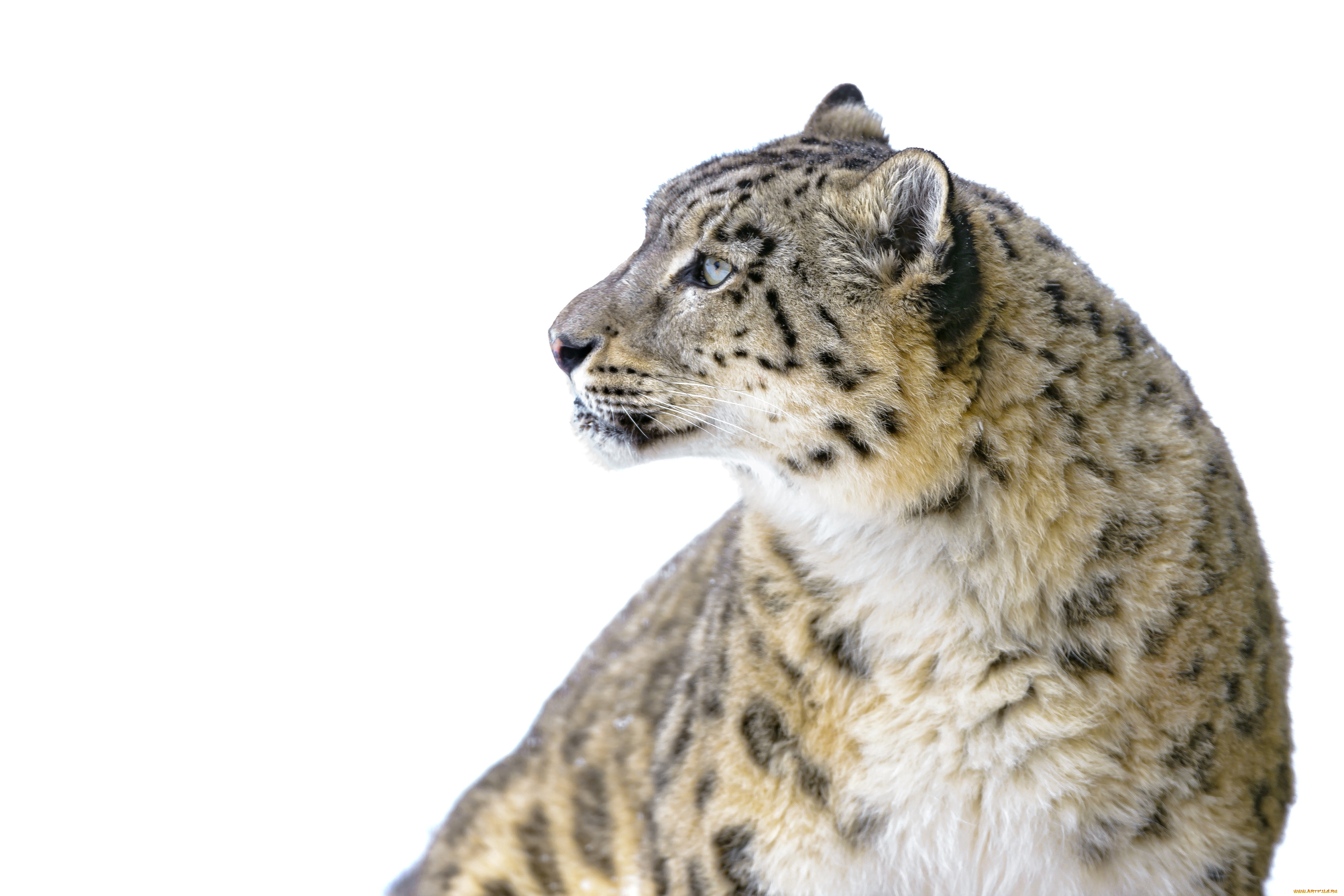 животные, снежный, барс, ирбис, профиль, грация