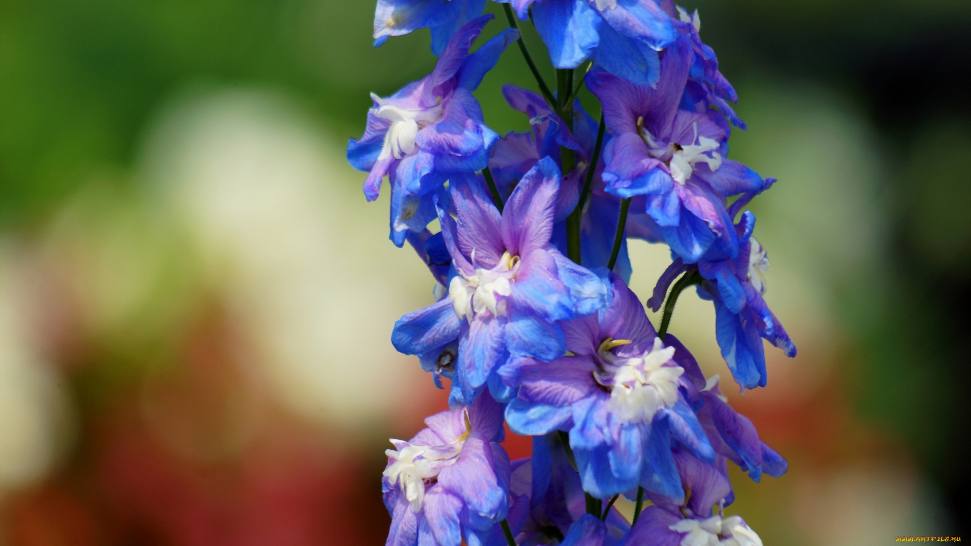 цветы, дельфиниум, синие, цветочки