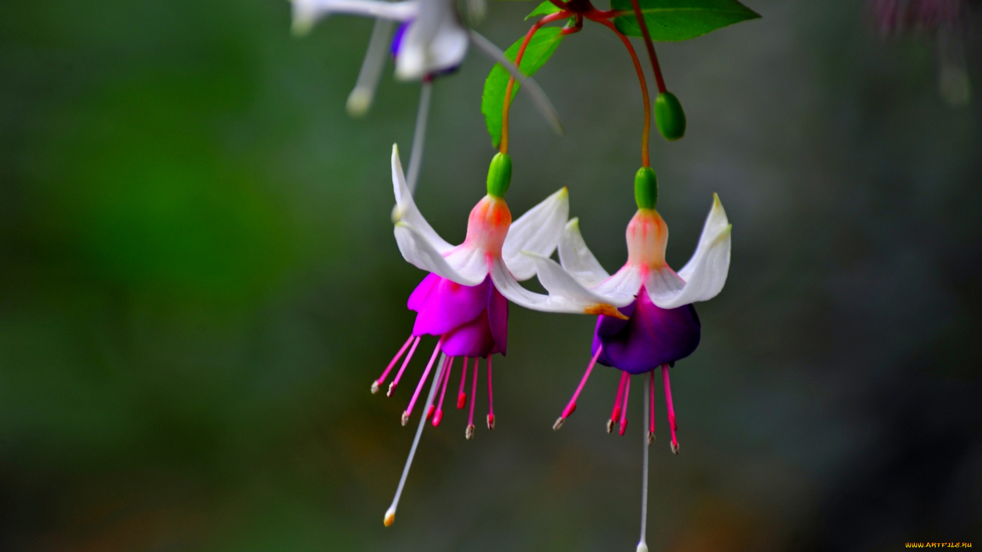 цветы, фуксия, листья, розово, белые