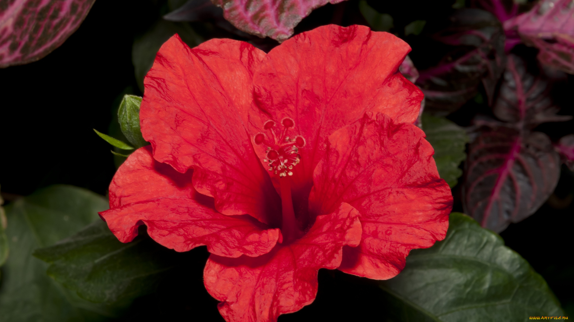 цветы, гибискусы, листья, красный, гибискус