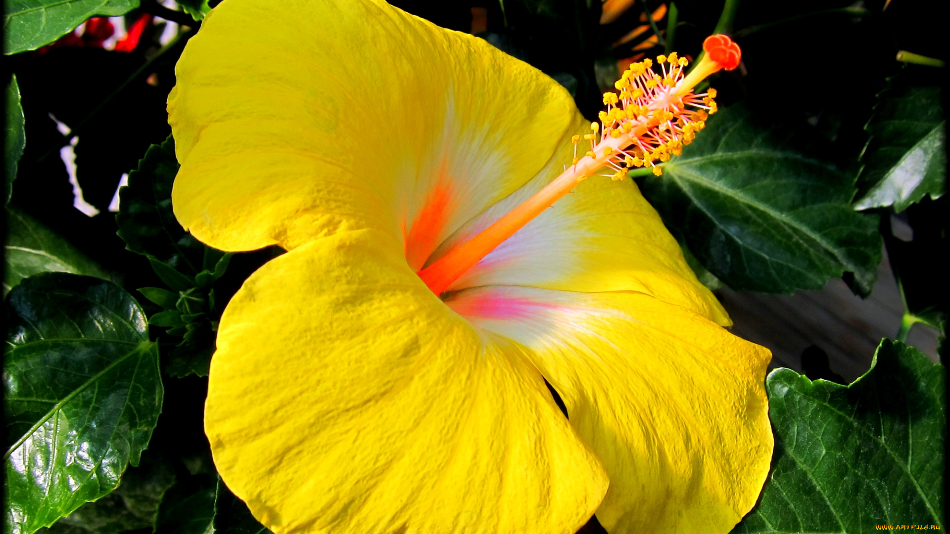 цветы, гибискусы, ярко, желтый, гибискус, листья