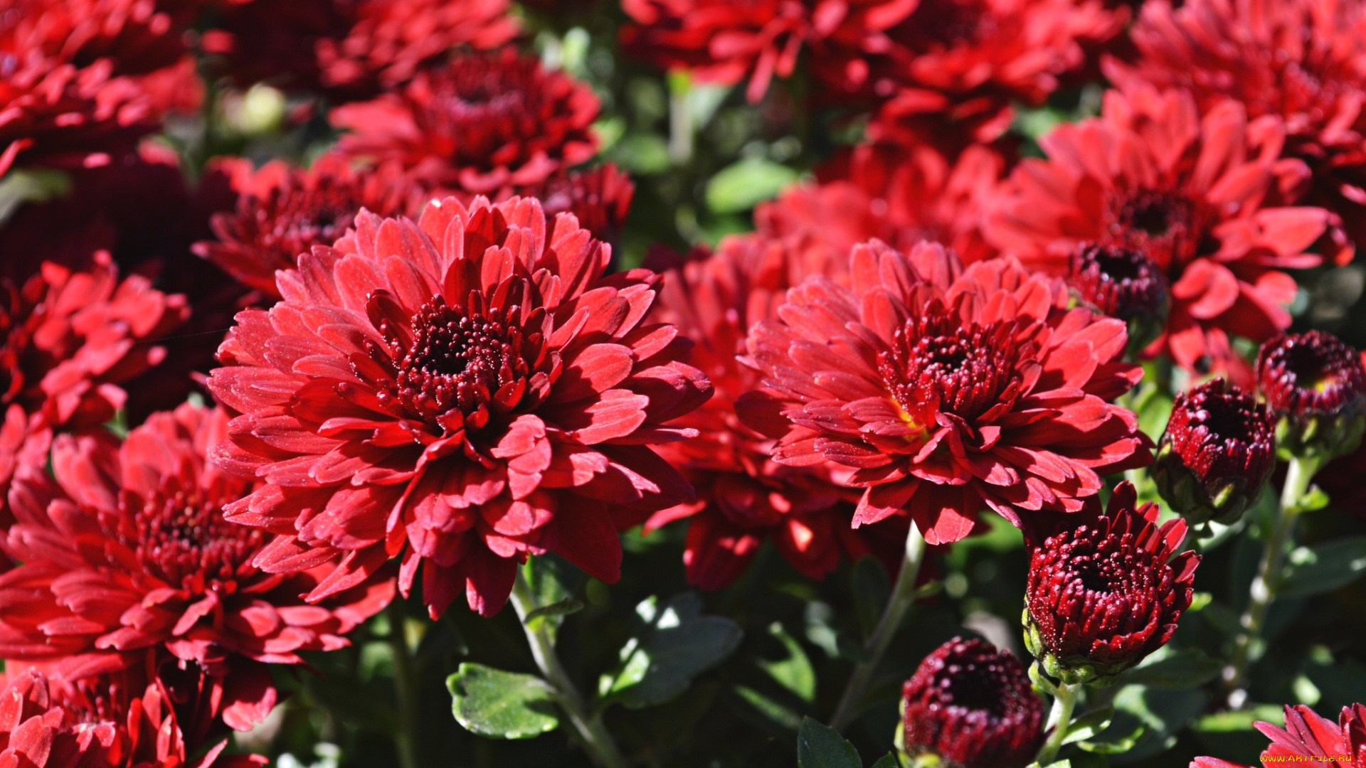 цветы, хризантемы, красный