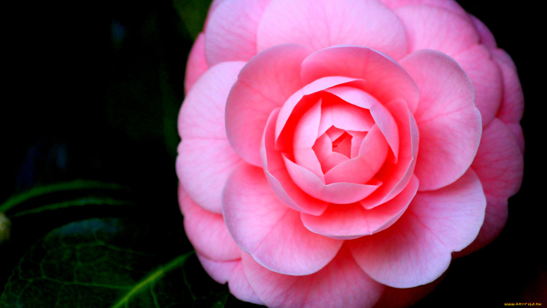 цветы, камелии, листья, розовая, камелия