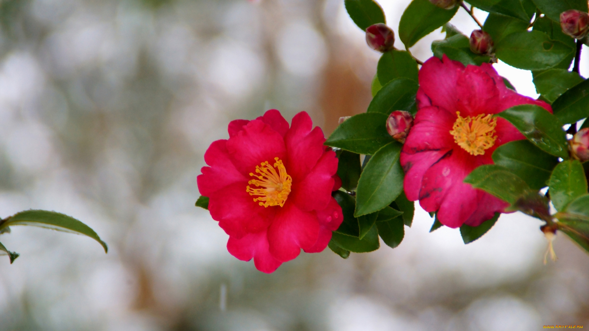 цветы, камелии, листья, ветки, розовая, камелия