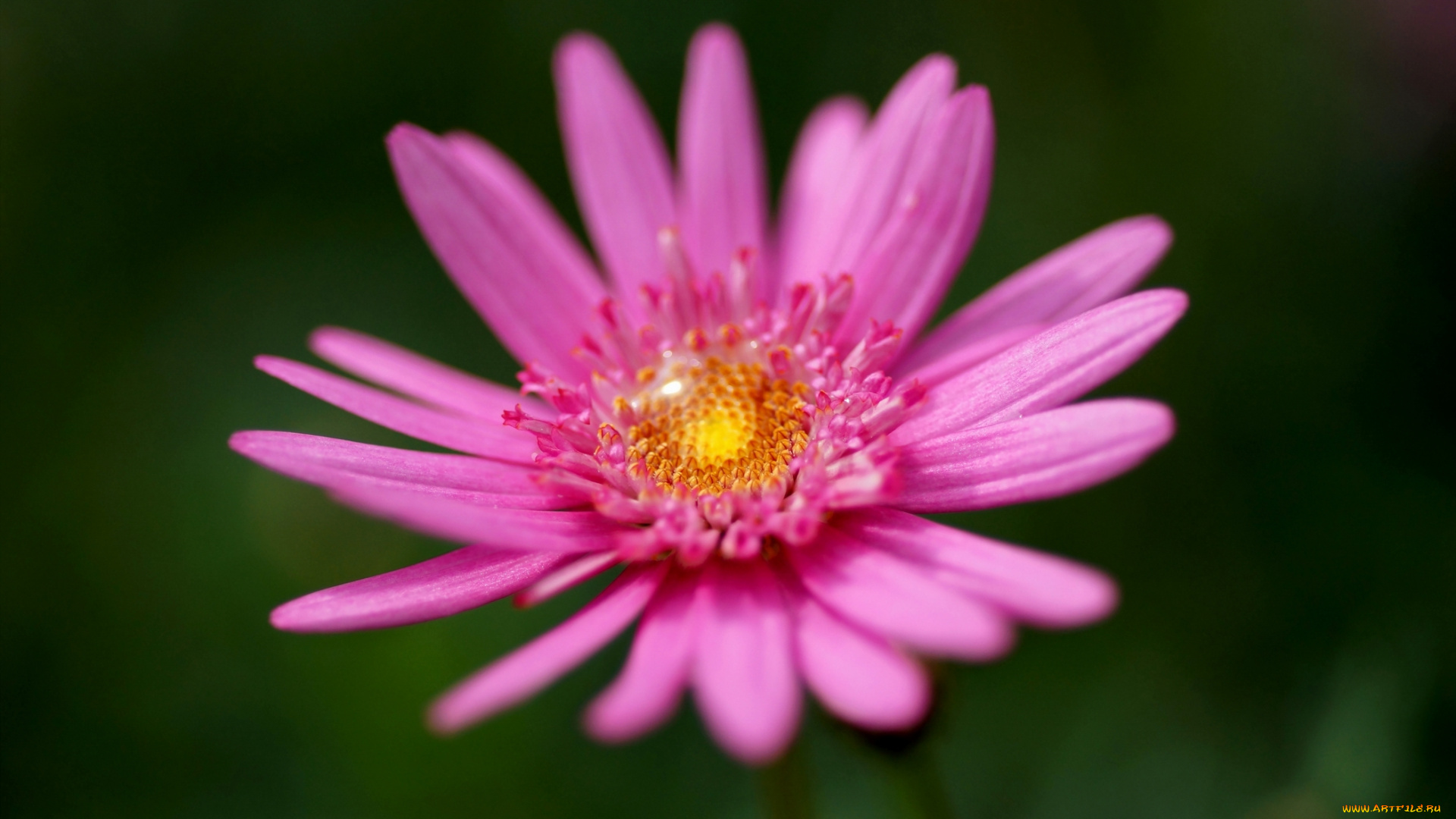 цветы, капли, розовая, маргаритка