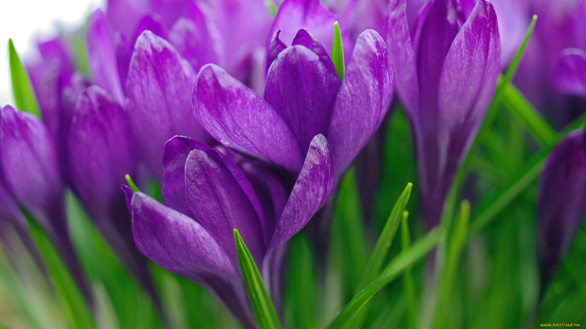 цветы, крокусы, фиолетовый