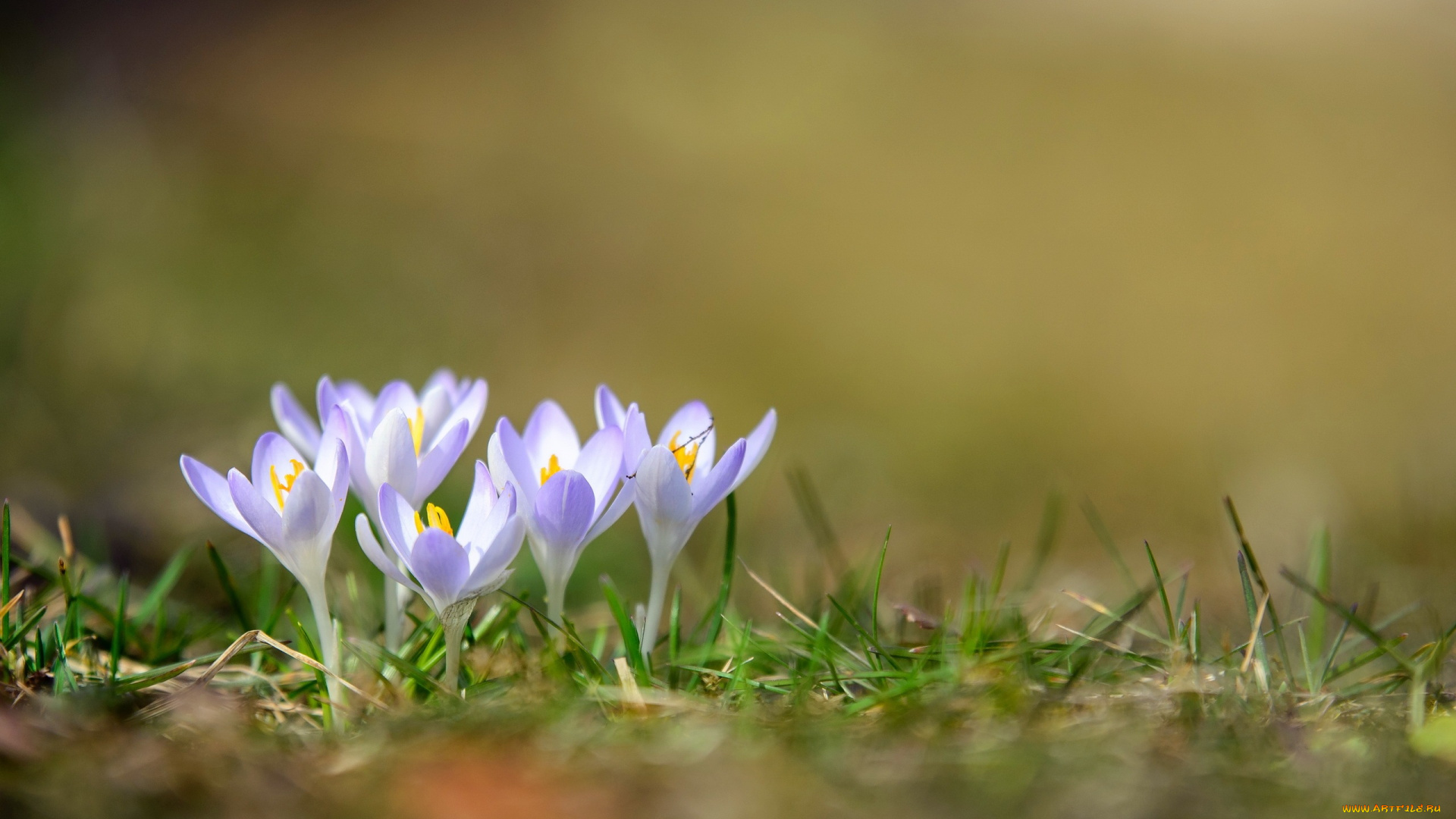 цветы, крокусы, природа, весна