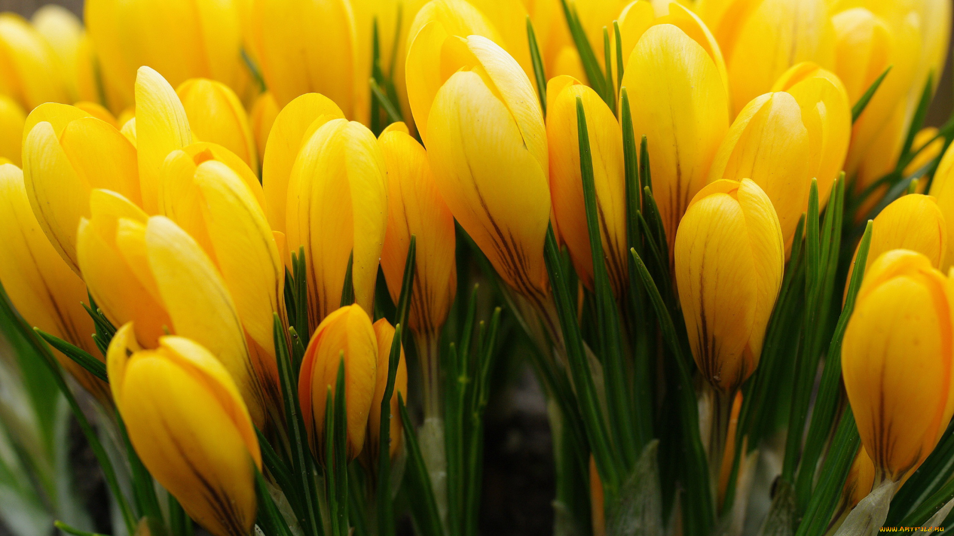 цветы, крокусы, желтый