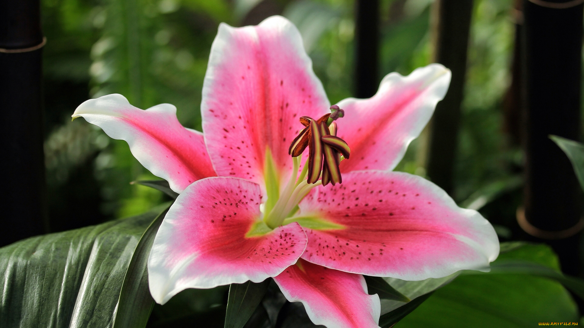 цветы, лилии, , лилейники, розово, белая, листья, лилия