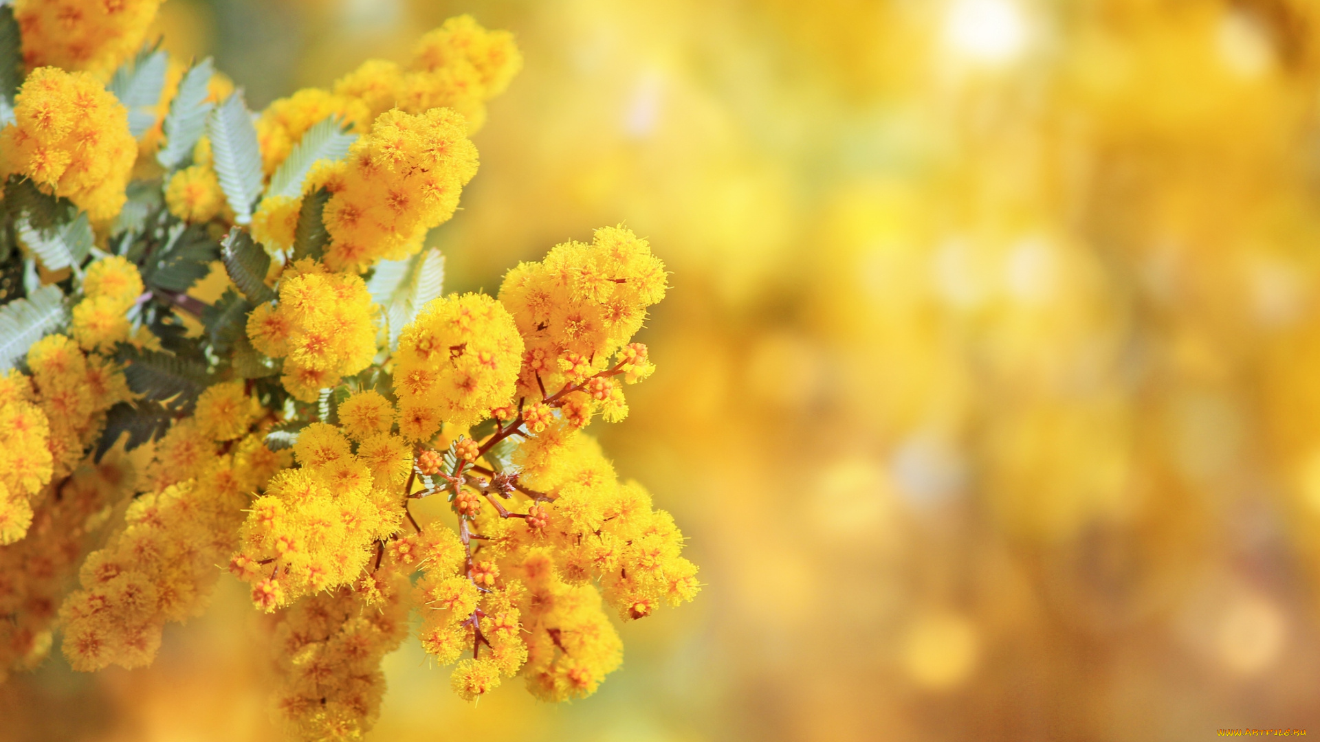 цветы, мимоза, листья, ветки