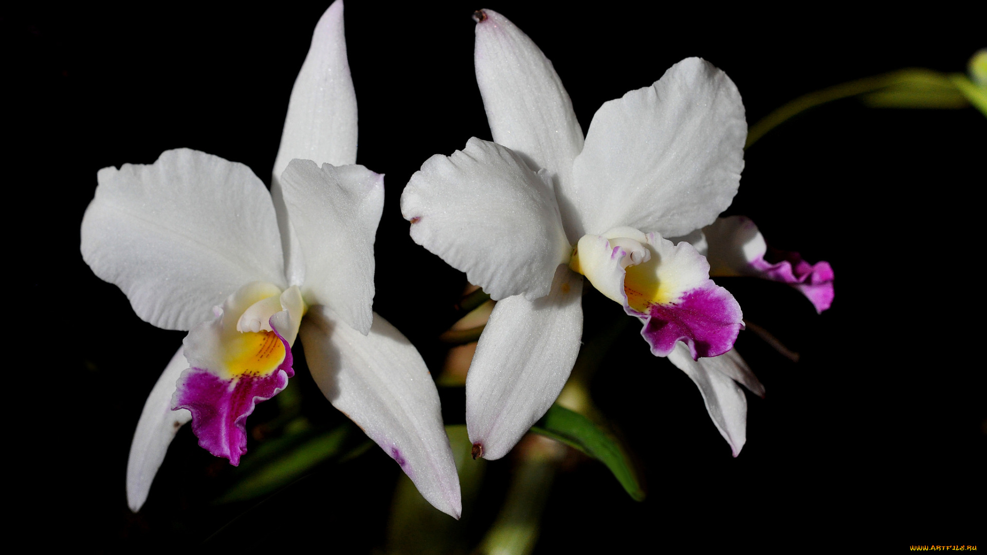 цветы, орхидеи, экзотика