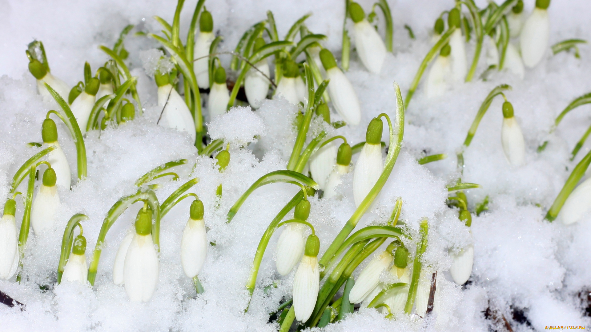 цветы, подснежники, , белоцветник, , пролески, снег