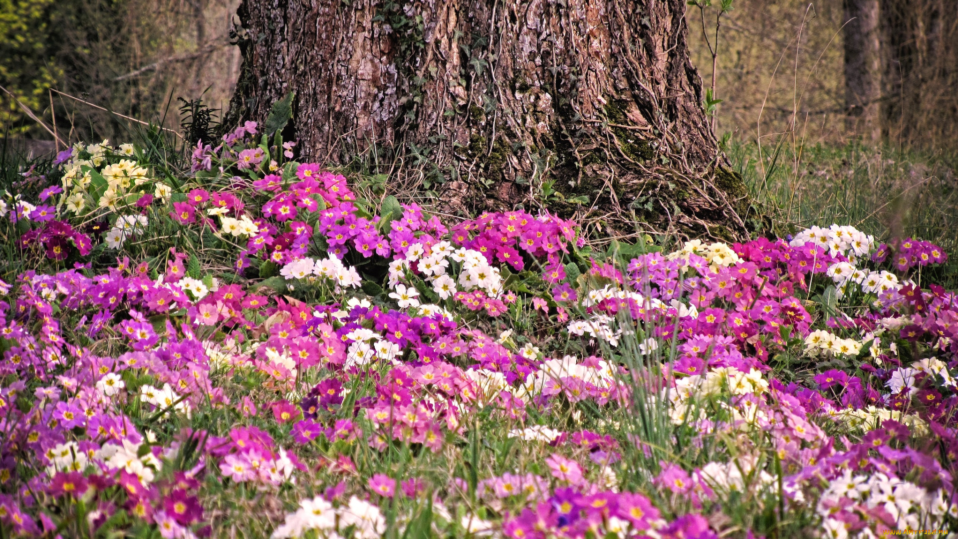 цветы, примулы, весна