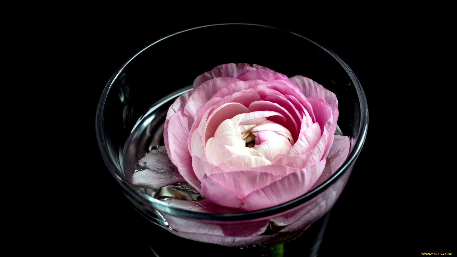 цветы, ранункулюс, , азиатский, лютик, розовый, вода, стакан