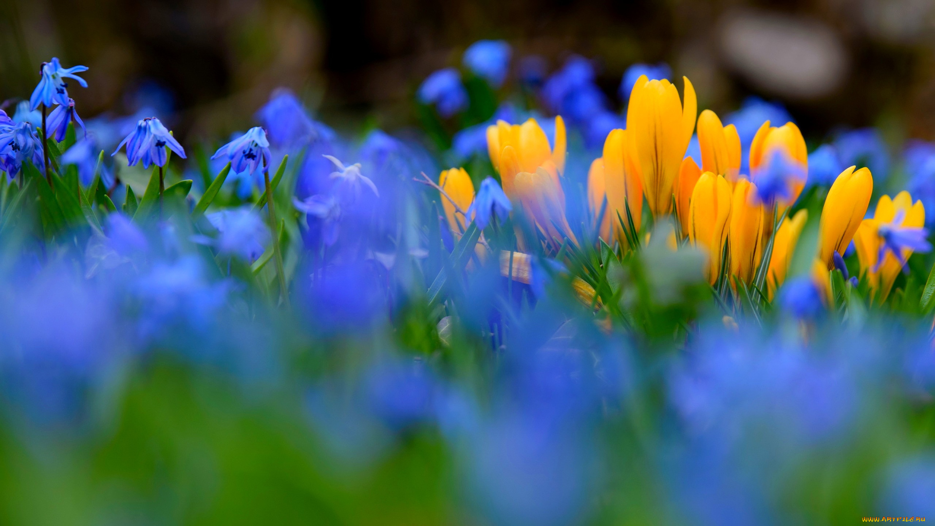 цветы, разные, вместе, природа, весна, крокусы, пролески