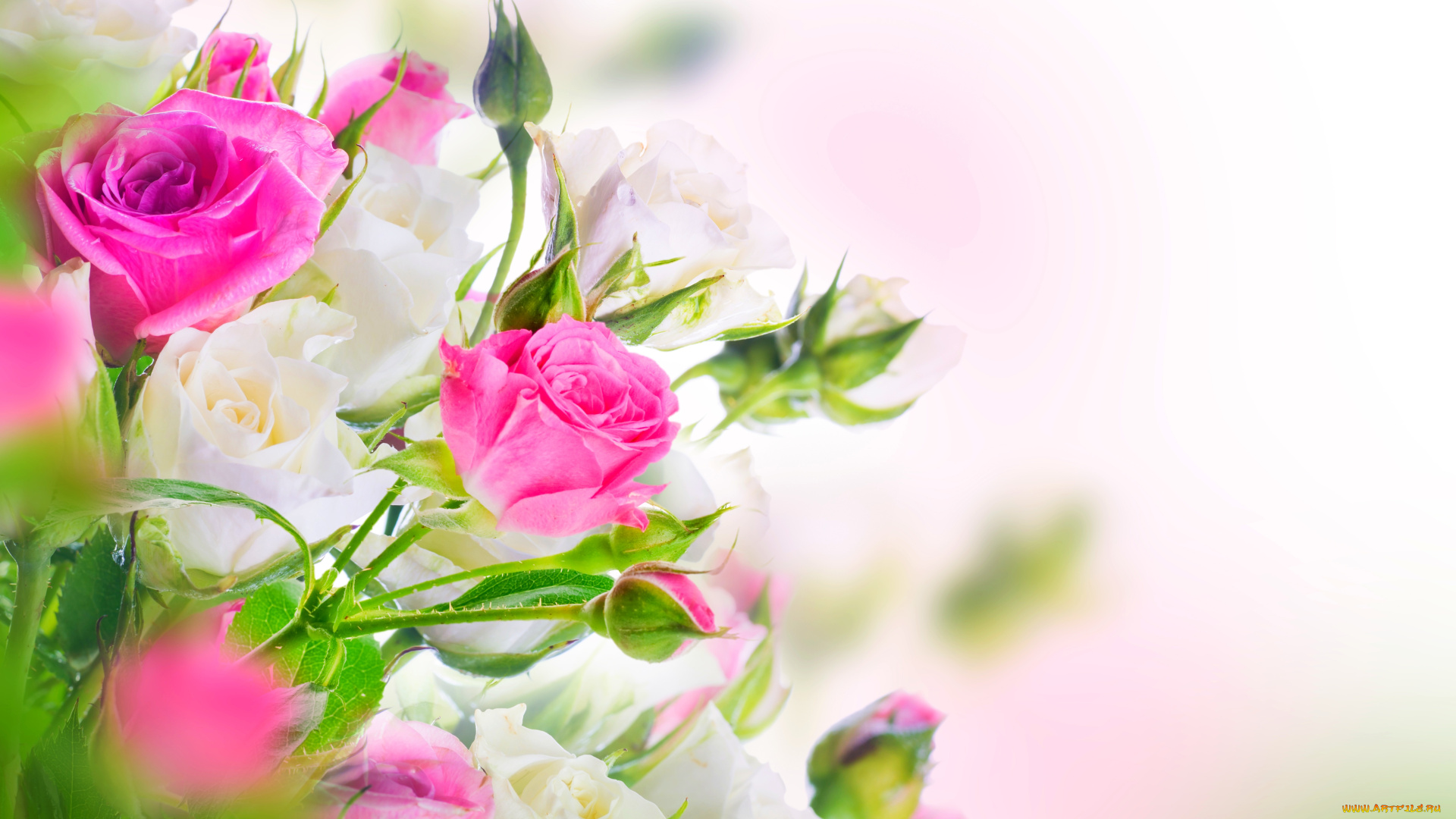 цветы, розы, белые, розовые