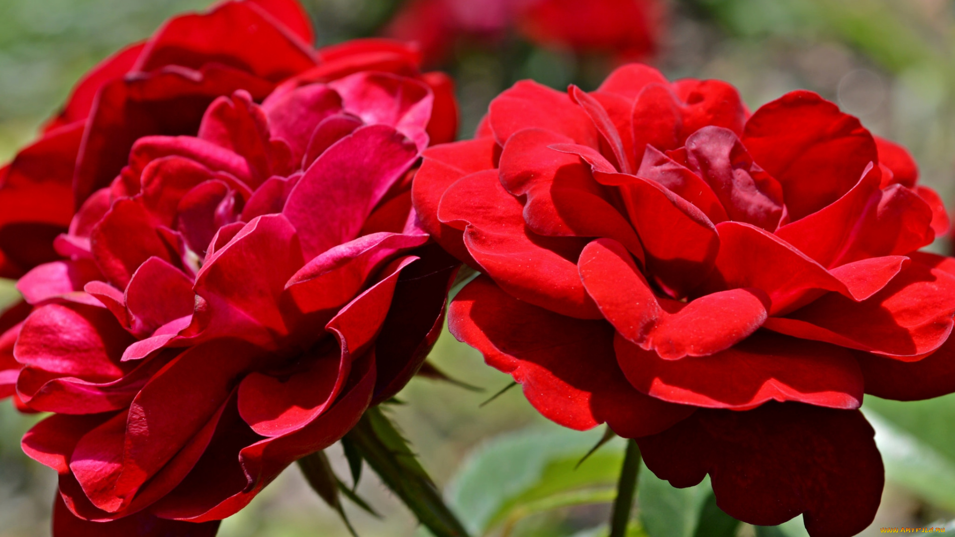цветы, розы, красный