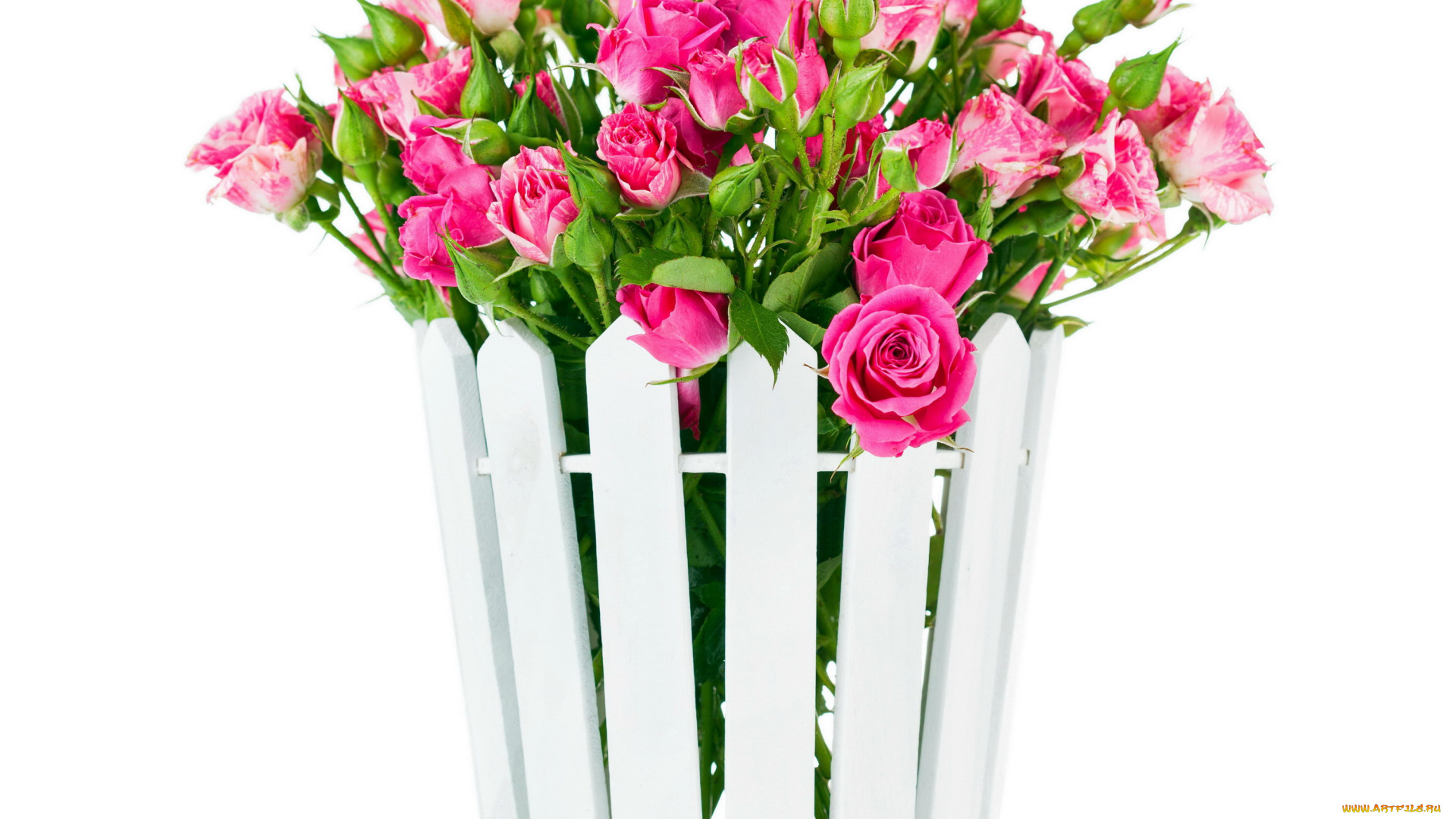 цветы, розы, много