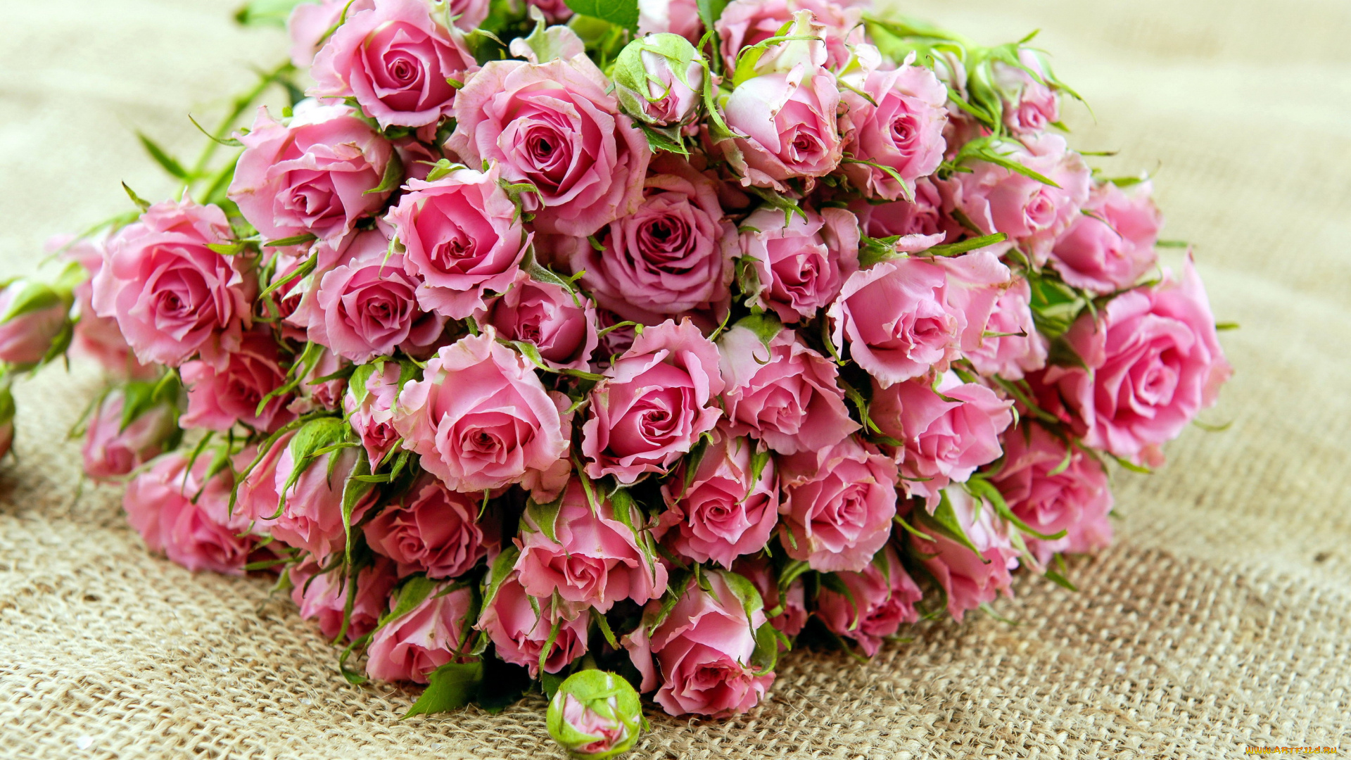 цветы, розы, много, розовый