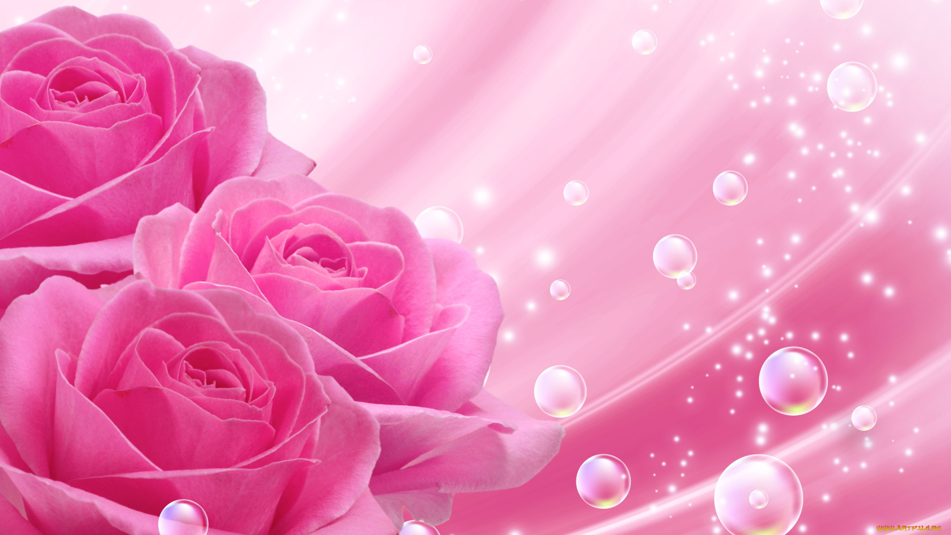цветы, розы, пузыри, розовые