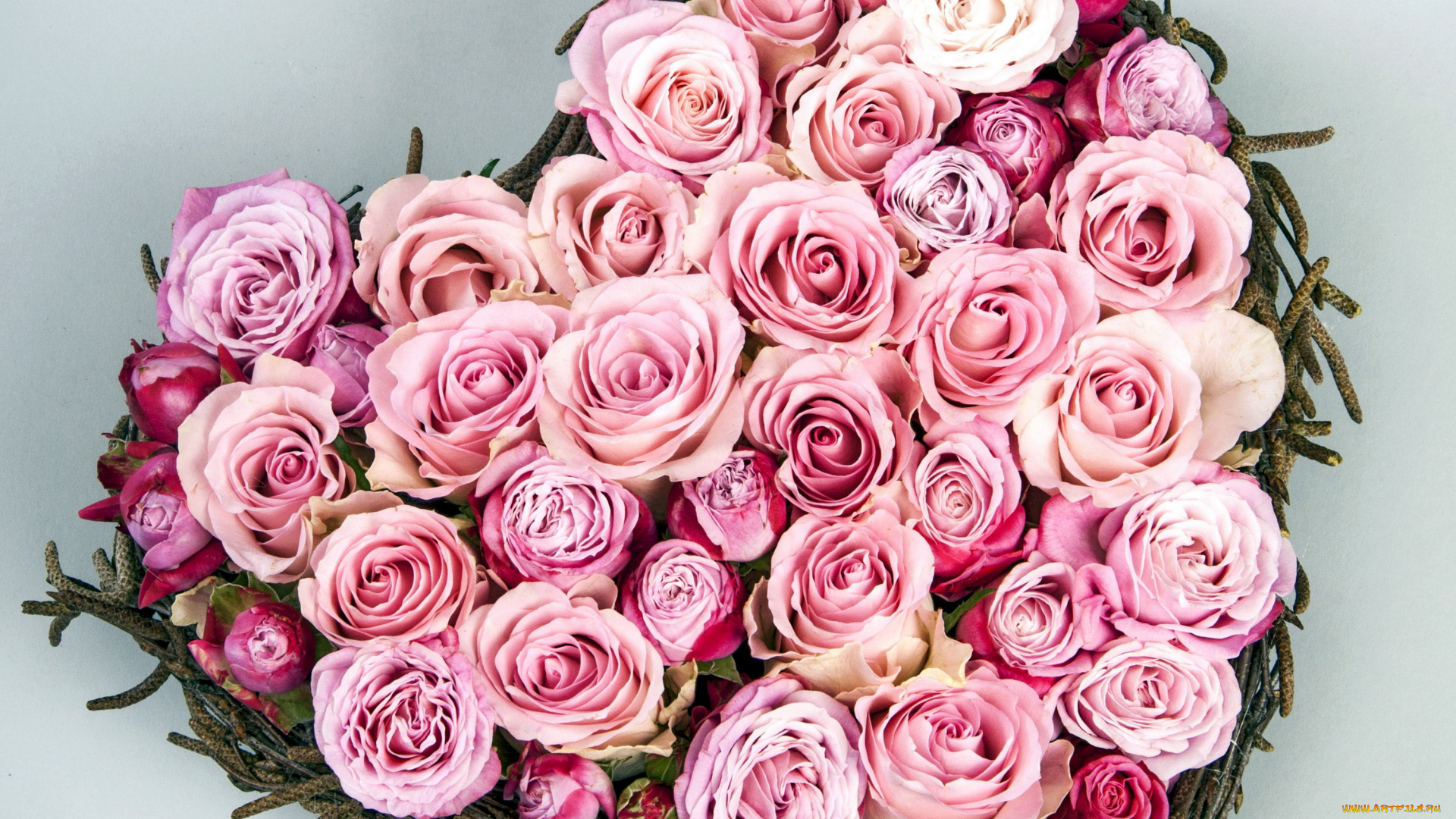 цветы, розы, сердце