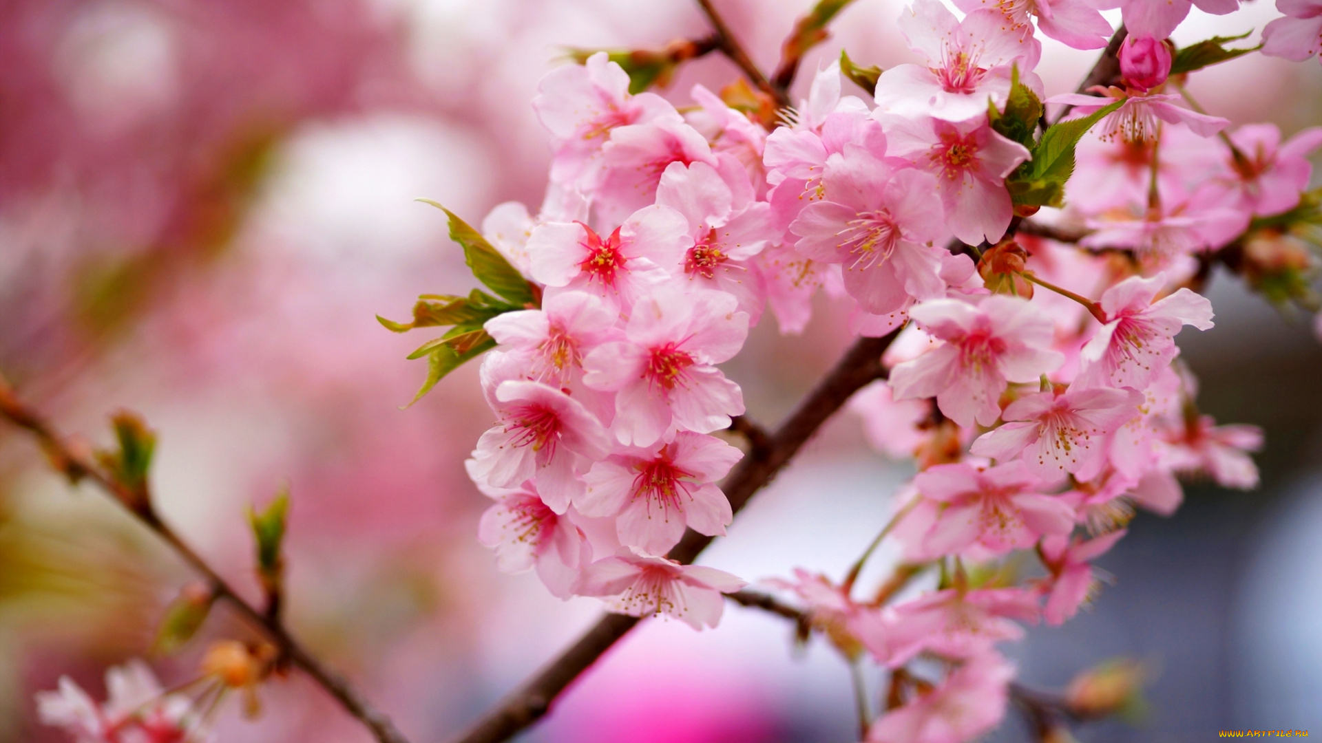 цветы, сакура, , вишня, дерево, ветки