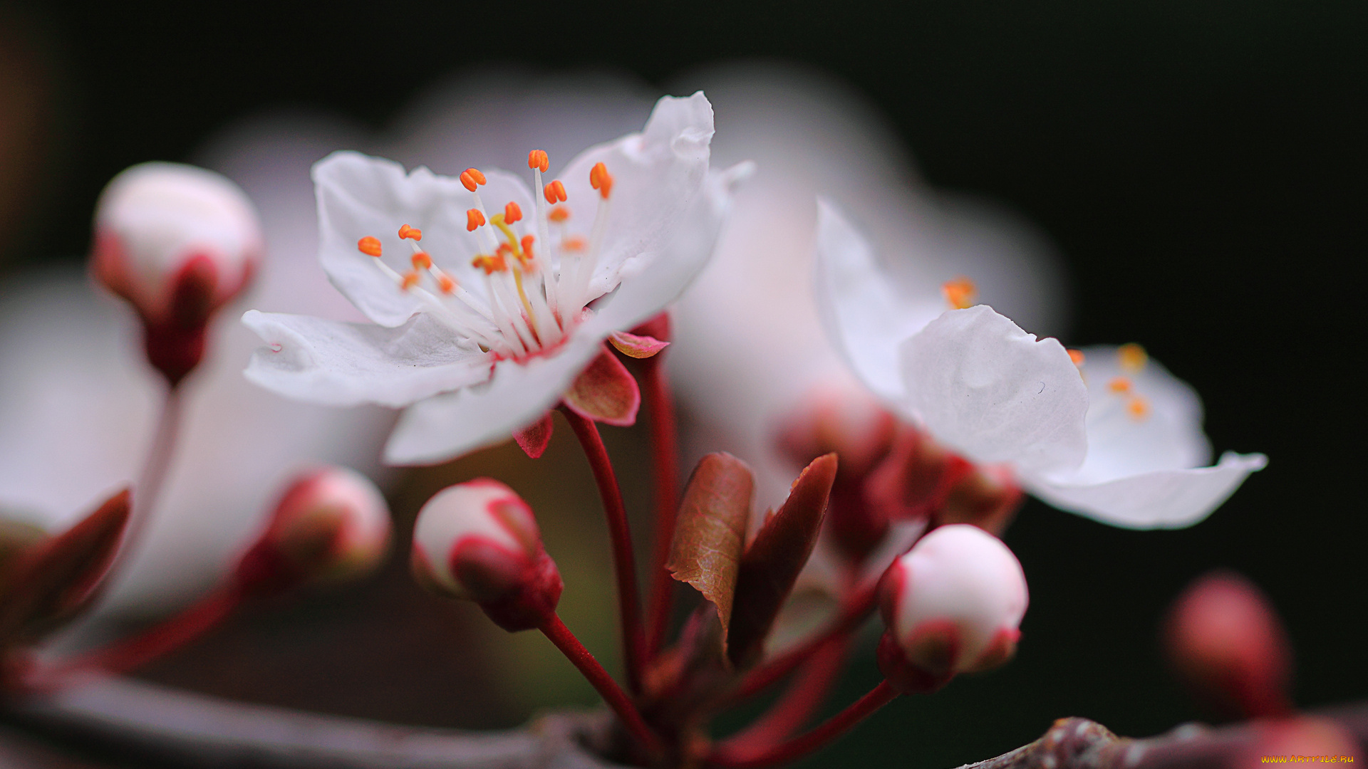 цветы, сакура, , вишня, ветка, макро, весна, вишня