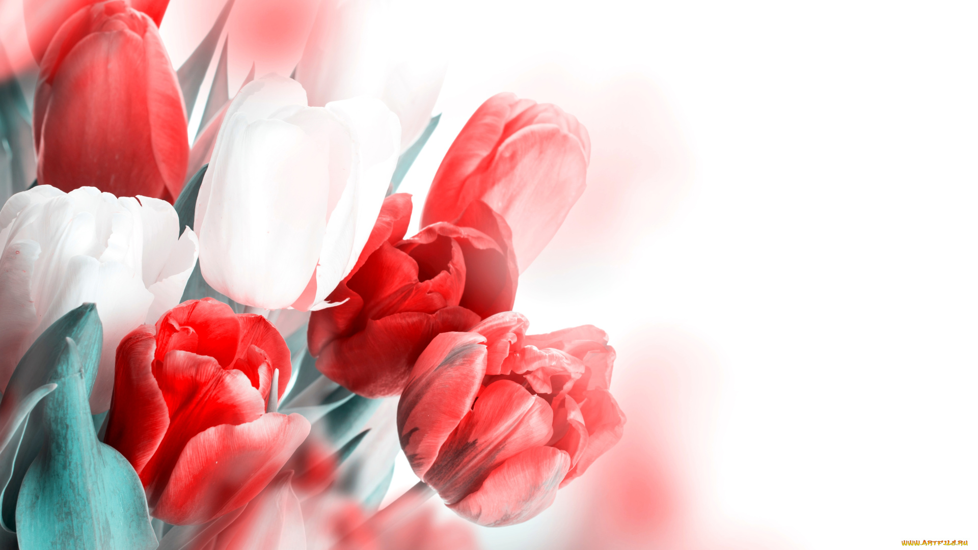 цветы, тюльпаны, белые, красные