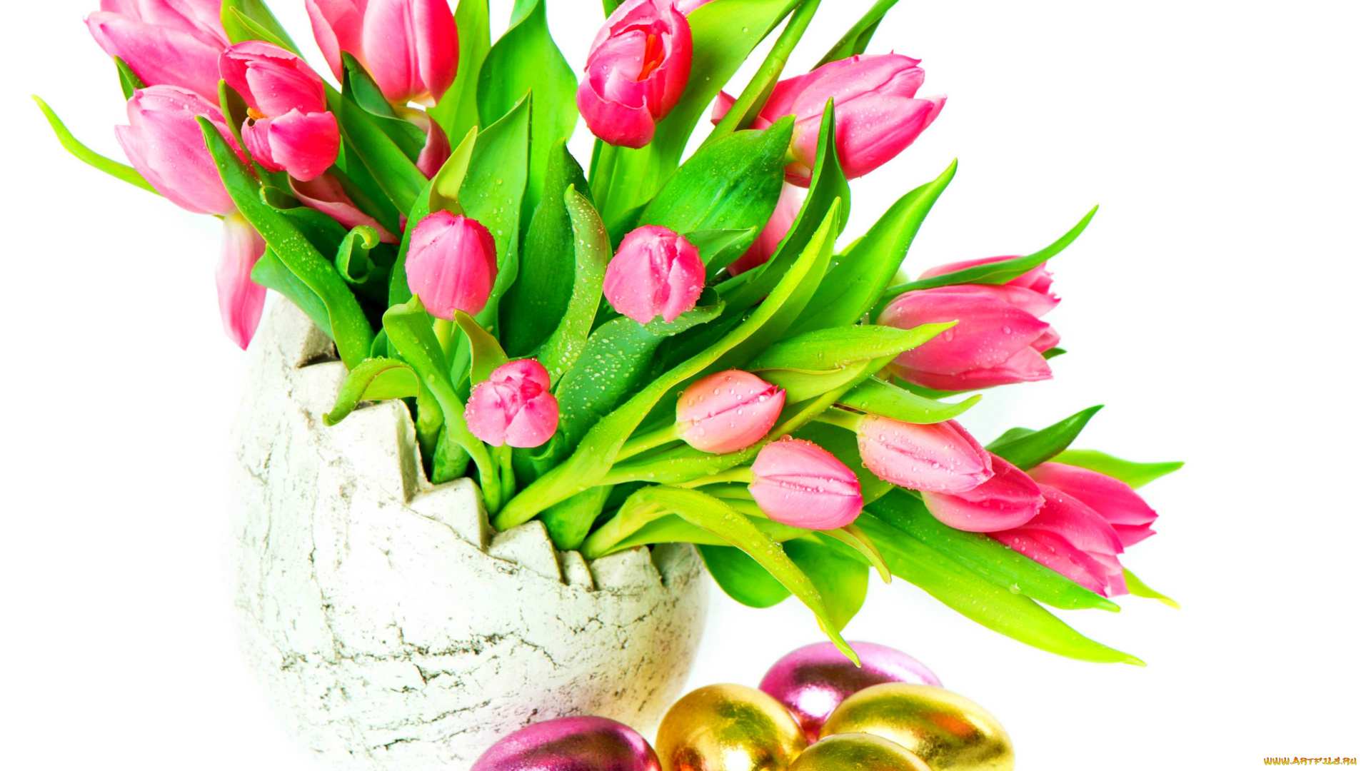 цветы, тюльпаны, белый, фон