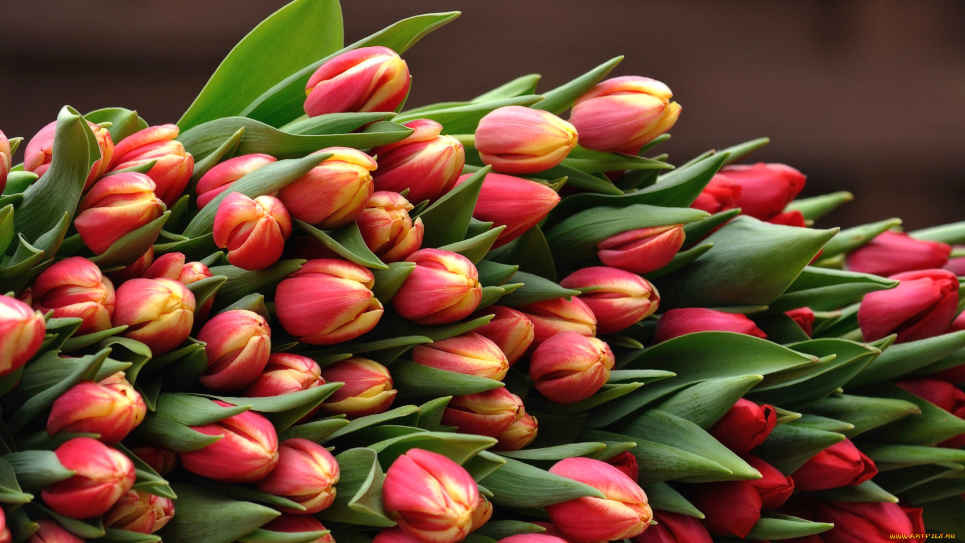 цветы, тюльпаны, охапка