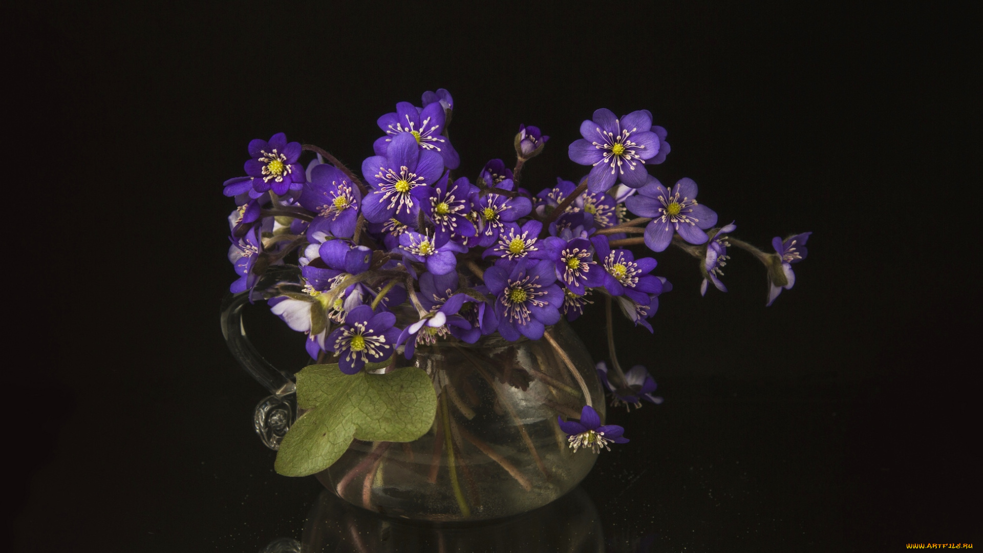 цветы, ветреницы, , печёночницы, фиолетовый