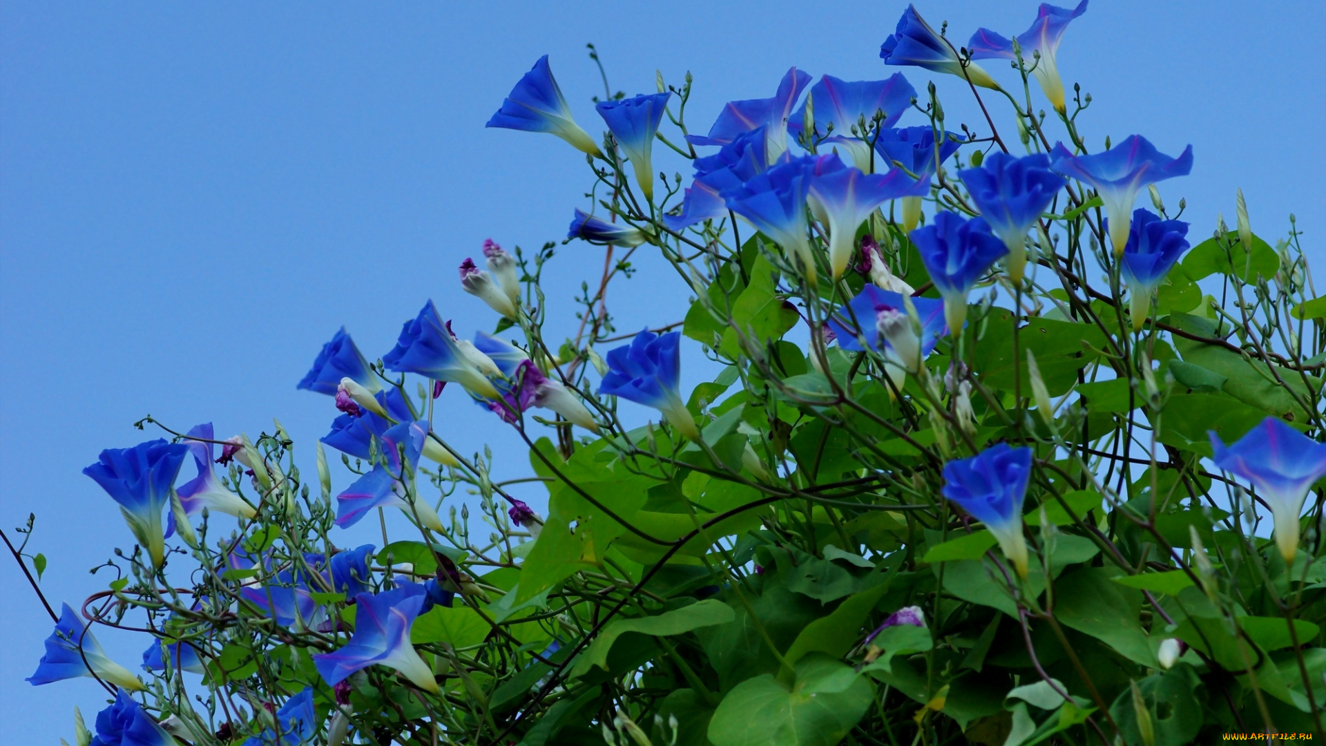 цветы, вьюнки, , ипомеи, фиолетовые