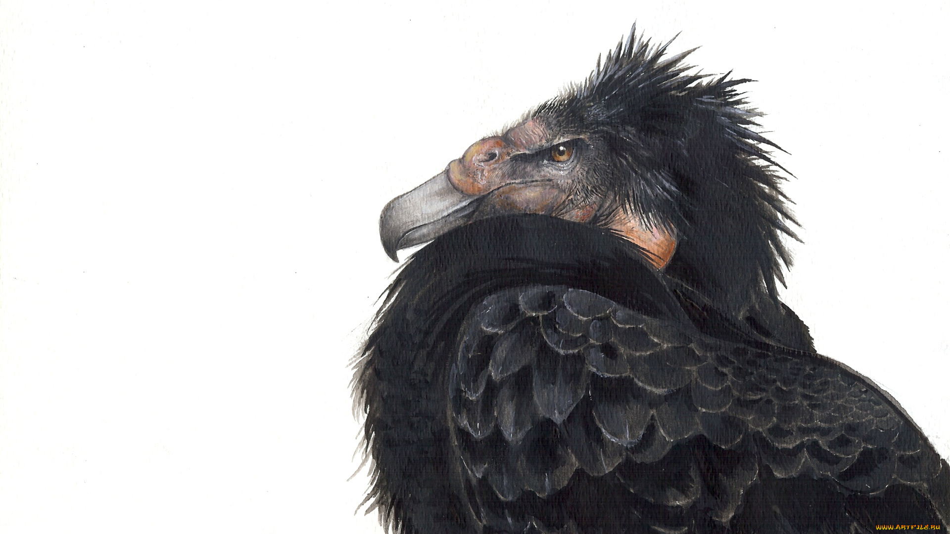 рисованные, животные, , птицы, чёрная, птица, белый, фон