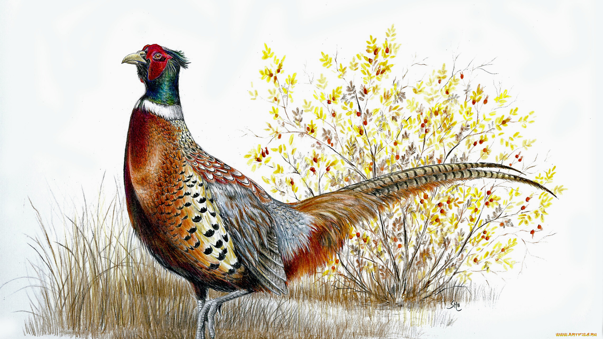 рисованные, животные, , птицы, птица, красивая