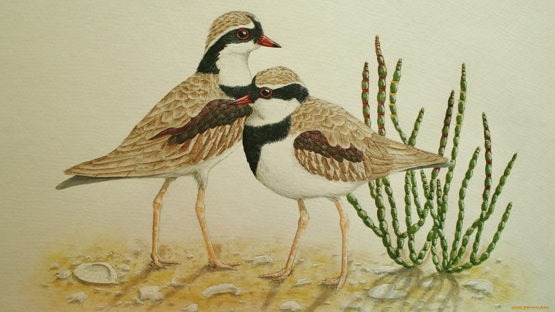 рисованные, животные, , птицы, птички, коричневые