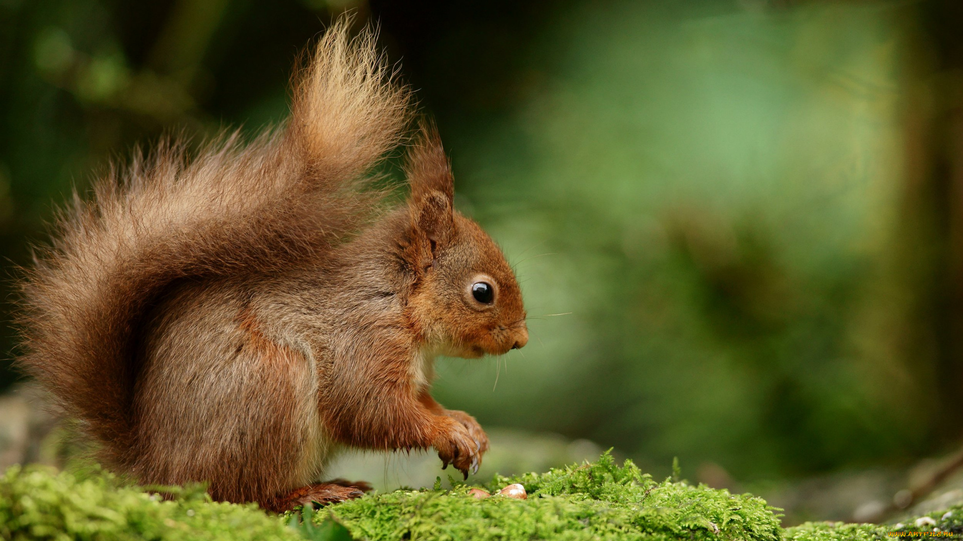 животные, белки, белка, мох