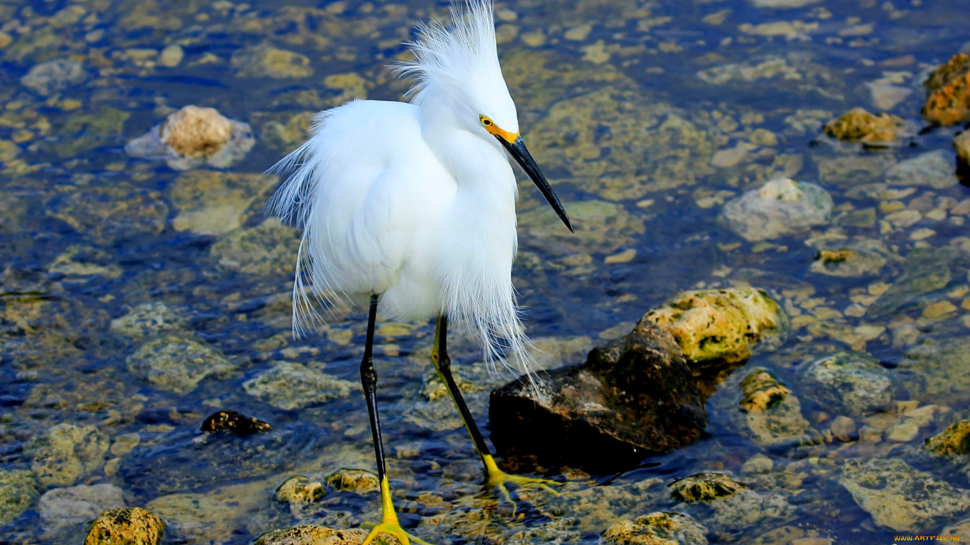животные, цапли, белая, цапля, камни, озеро