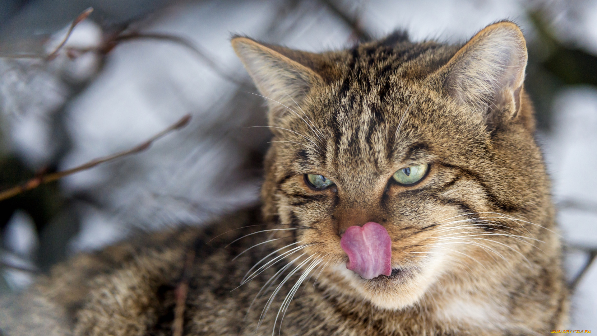 животные, дикие, кошки, язык