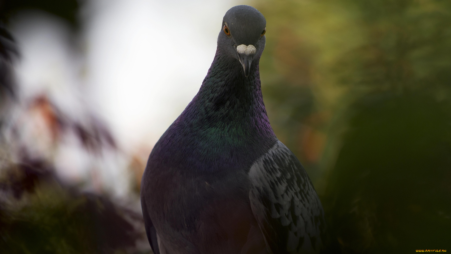 животные, голуби, клюв, птица, позирует
