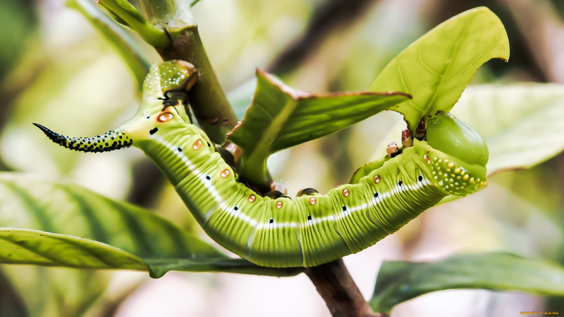 животные, гусеницы, гусеница, листья, ветка
