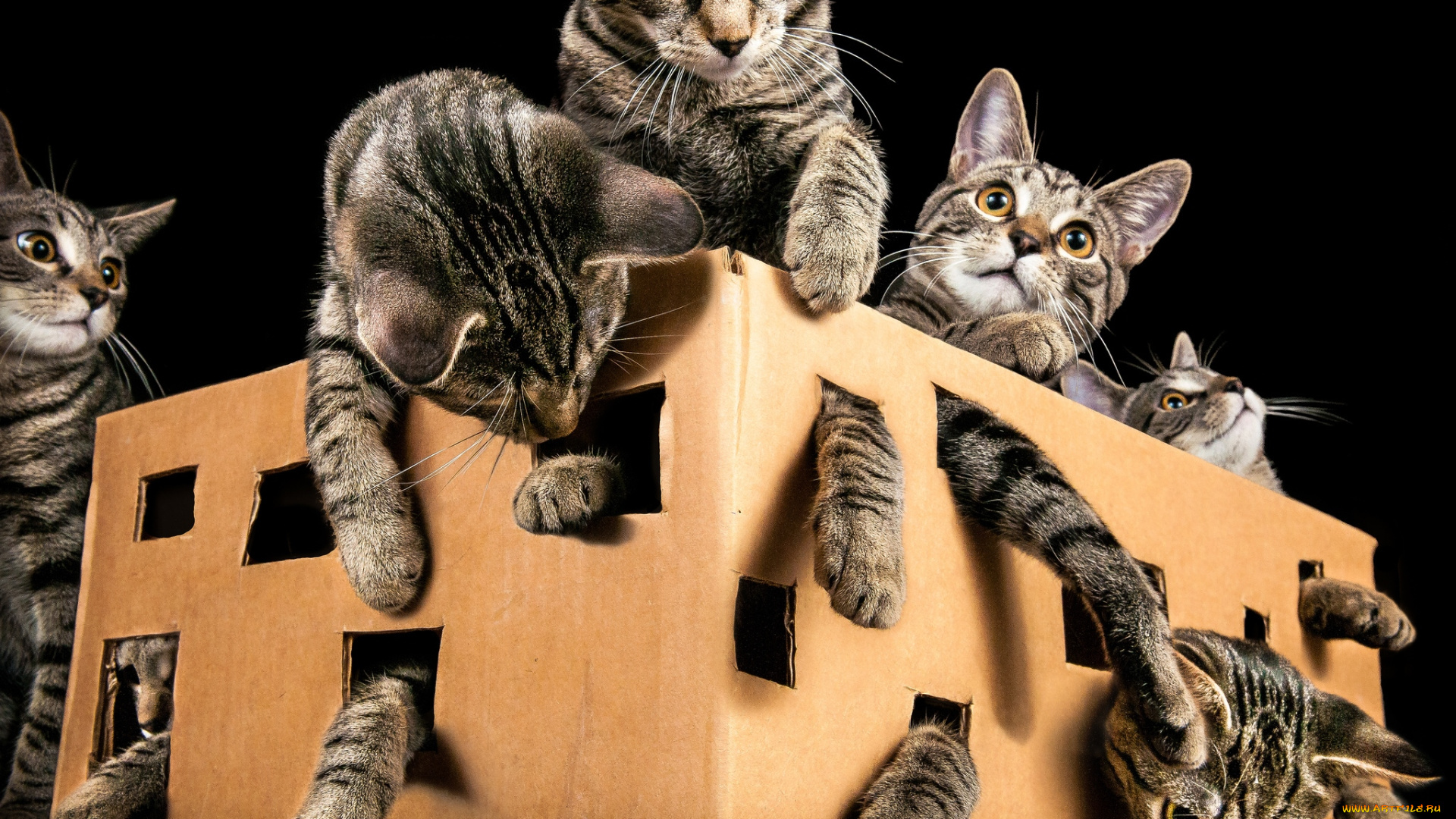 животные, коты, котята